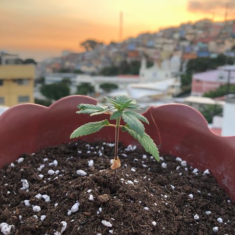 Lemon haze 🍋 growlog photo: 6:05 PM 🌅👽🌱❤️✅