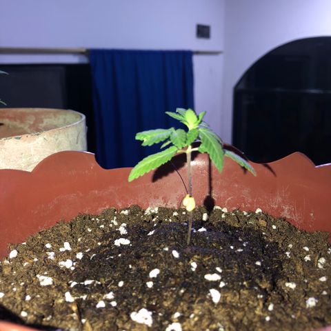 Lemon haze 🍋 growlog photo: At night 🌌🌱❤️👽