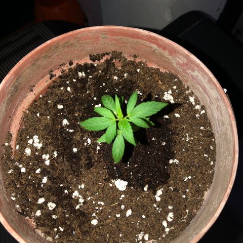 Lemon haze 🍋 growlog photo: At night 🌌🌱❤️👽