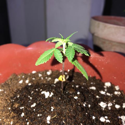 Lemon haze 🍋 growlog photo: At night 🌌🌱❤️👽