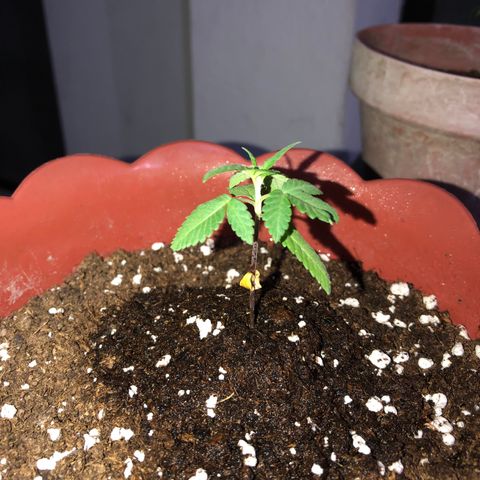 Lemon haze 🍋 growlog photo: At night 🌌🌱❤️👽
