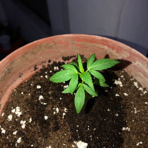Lemon haze 🍋 growlog photo: At night 🌌🌱❤️👽