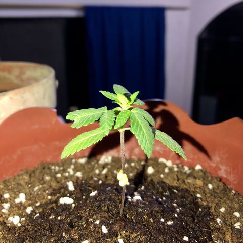 Lemon haze 🍋 growlog photo: At night 🌌🌱❤️👽