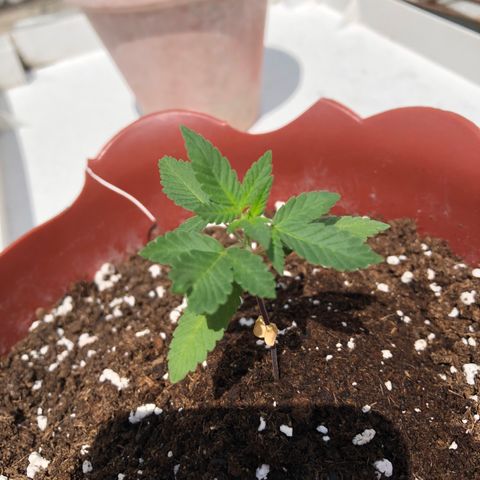 Lemon haze 🍋 growlog photo: 12:38 PM  🏞 