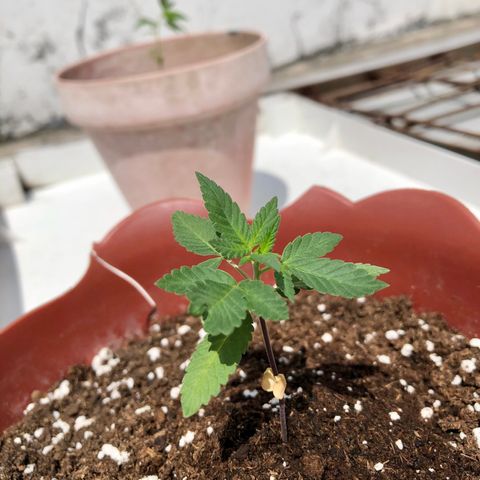 Lemon haze 🍋 growlog photo: 12:38 PM  🏞 