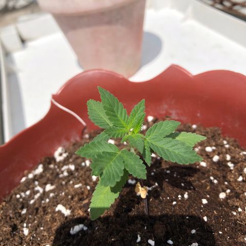 Lemon haze 🍋 growlog photo: 12:38 PM  🏞 