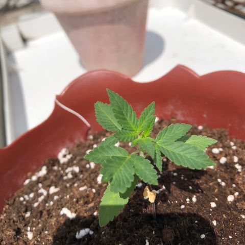 Lemon haze 🍋 growlog photo: 12:38 PM  🏞 