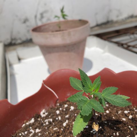 Lemon haze 🍋 growlog photo: 12:38 PM  🏞 