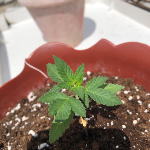 Lemon haze 🍋 growlog photo: 12:38 PM  🏞 