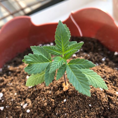 Lemon haze 🍋 growlog photo: 4:38 PM 🏞🌱❤️
More dirt added ✅😎