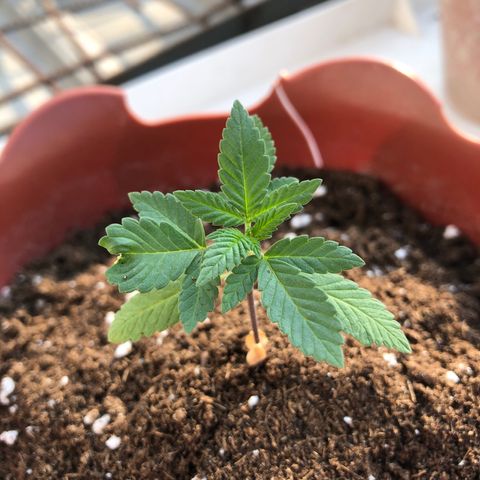 Lemon haze 🍋 growlog photo: 4:38 PM 🏞🌱❤️
More dirt added ✅😎