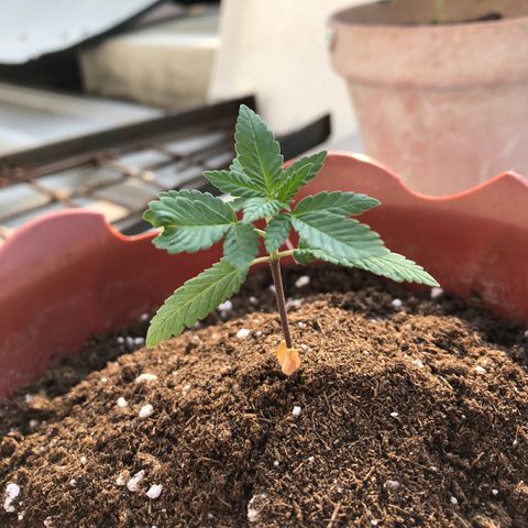 Lemon haze 🍋 growlog photo: 4:38 PM 🏞🌱❤️
More dirt added ✅😎