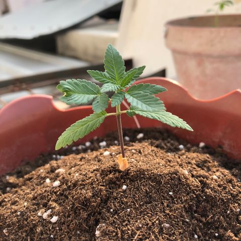 Lemon haze 🍋 growlog photo: 4:38 PM 🏞🌱❤️
More dirt added ✅😎