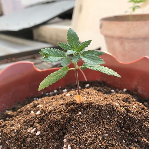 Lemon haze 🍋 growlog photo: 4:38 PM 🏞🌱❤️
More dirt added ✅😎