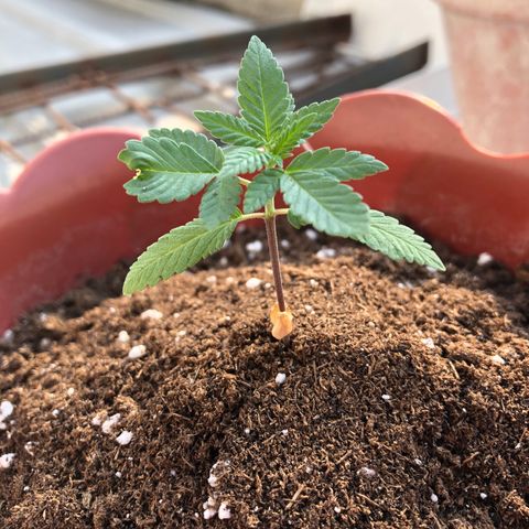 Lemon haze 🍋 growlog photo: 4:38 PM 🏞🌱❤️
More dirt added ✅😎