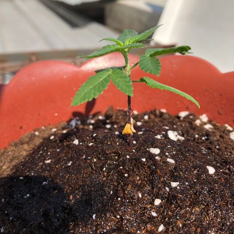 Lemon haze 🍋 growlog photo: Tuesday morning 9:47 AM 🏞
🌱❤️💦✅ 