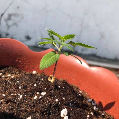 Lemon haze 🍋 growlog photo: Tuesday morning 9:47 AM 🏞
🌱❤️💦✅ 