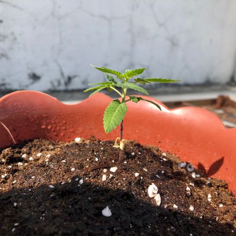 Lemon haze 🍋 growlog photo: Tuesday morning 9:47 AM 🏞
🌱❤️💦✅ 