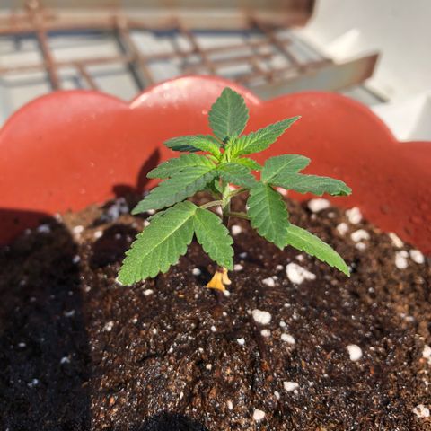 Lemon haze 🍋 growlog photo: Tuesday morning 9:47 AM 🏞
🌱❤️💦✅ 