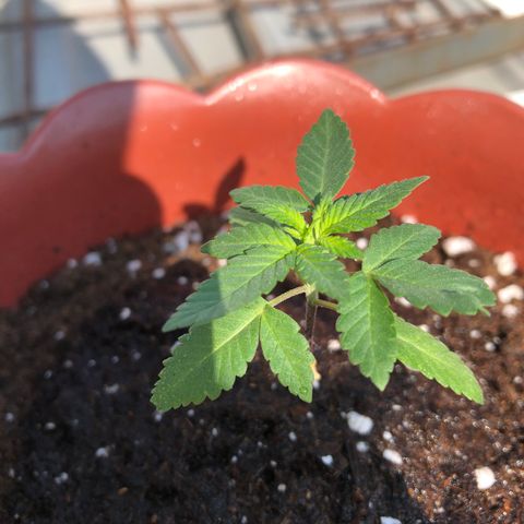 Lemon haze 🍋 growlog photo: Tuesday morning 9:47 AM 🏞
🌱❤️💦✅ 