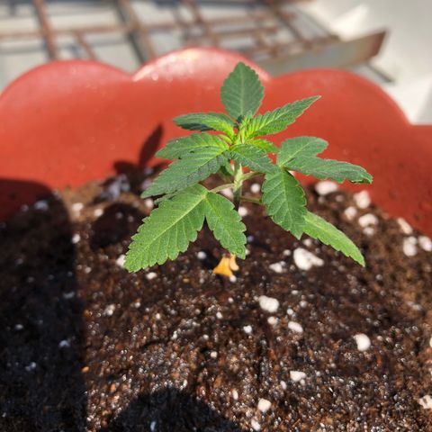 Lemon haze 🍋 growlog photo: Tuesday morning 9:47 AM 🏞
🌱❤️💦✅ 