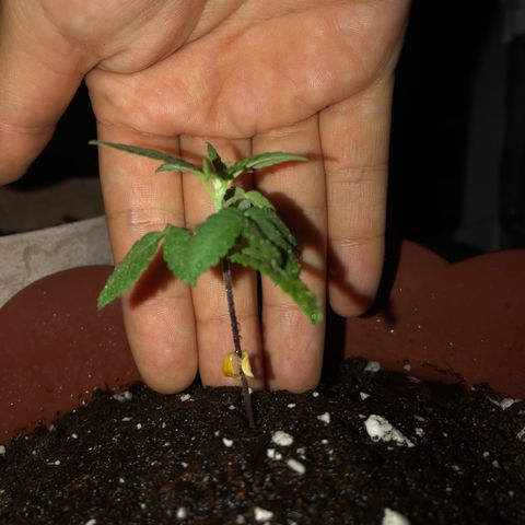 Lemon haze 🍋 growlog photo: 🌱❤️👌