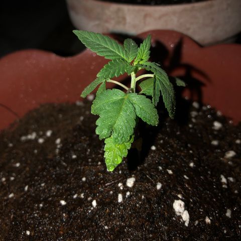 Lemon haze 🍋 growlog photo: 🌱❤️👌