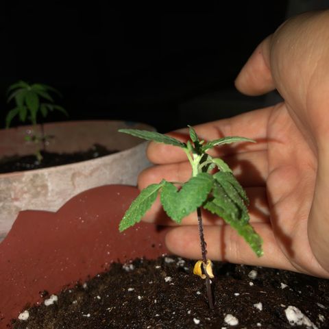 Lemon haze 🍋 growlog photo: 🌱❤️👌