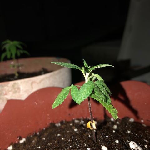 Lemon haze 🍋 growlog photo: 🌱❤️👌