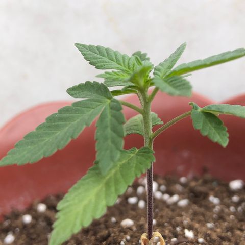 Lemon haze 🍋 growlog photo: 12:57 AM 🏞 🌱❤️👽🌈