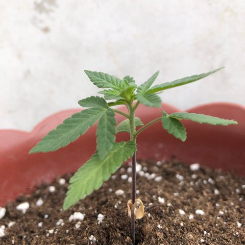 Lemon haze 🍋 growlog photo: 12:57 AM 🏞 🌱❤️👽🌈