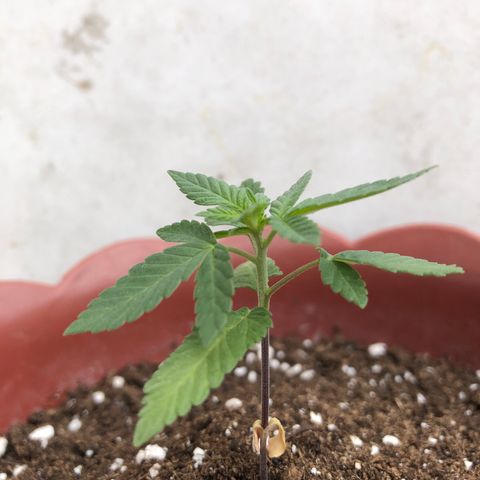 Lemon haze 🍋 growlog photo: 12:57 AM 🏞 🌱❤️👽🌈
