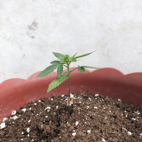 Lemon haze 🍋 growlog photo: 12:57 AM 🏞 🌱❤️👽🌈