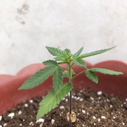 Lemon haze 🍋 growlog photo: 12:57 AM 🏞 🌱❤️👽🌈