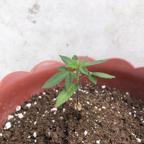 Lemon haze 🍋 growlog photo: 12:57 AM 🏞 🌱❤️👽🌈