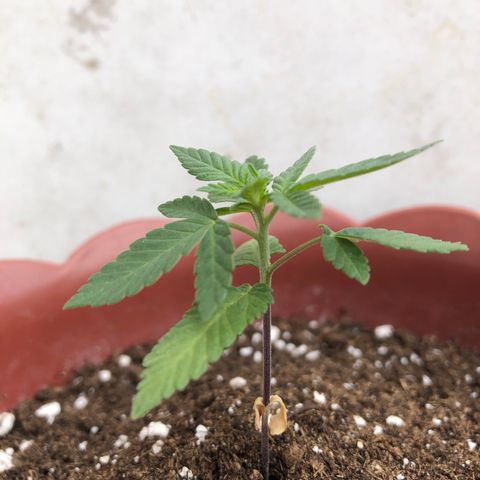 Lemon haze 🍋 growlog photo: 12:57 AM 🏞 🌱❤️👽🌈