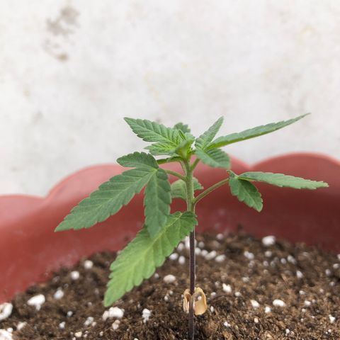 Lemon haze 🍋 growlog photo: 12:57 AM 🏞 🌱❤️👽🌈