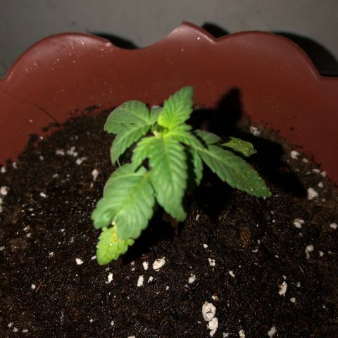 Lemon haze 🍋 growlog photo: 🌱✅❤️👽