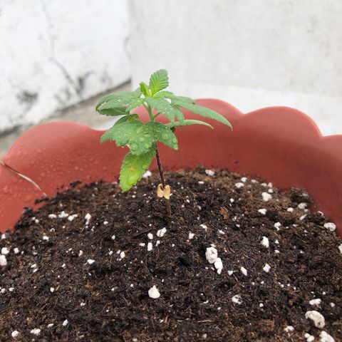 Lemon haze 🍋 growlog photo: 12:21 AM 🏞 🌱👽🌈❤️