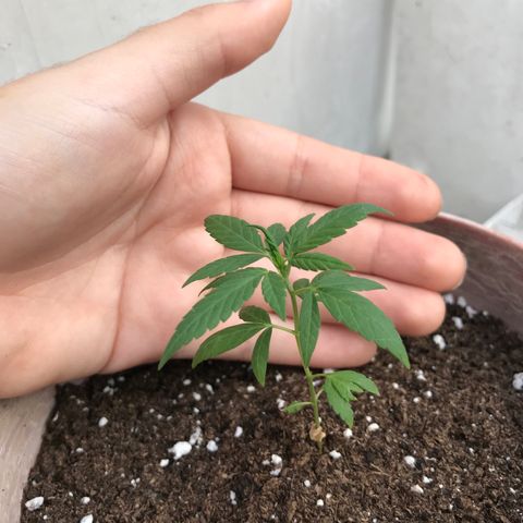 Lemon haze 🍋 growlog photo: 5:28 PM 🌇