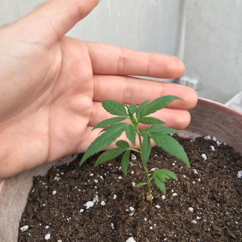 Lemon haze 🍋 growlog photo: 5:28 PM 🌇