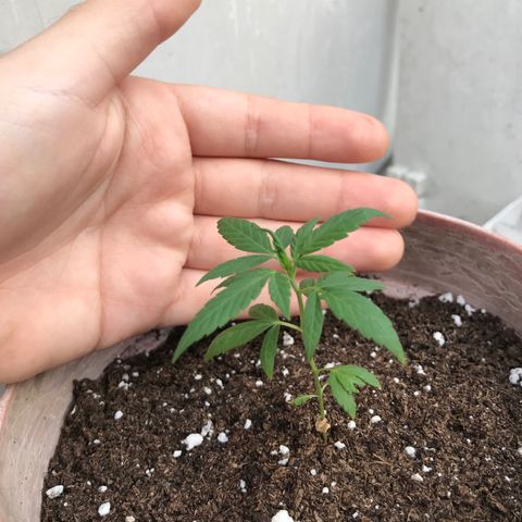 Lemon haze 🍋 growlog photo: 5:28 PM 🌇