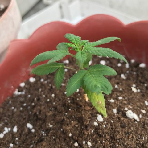 Lemon haze 🍋 growlog photo: 5:28 PM 🌇