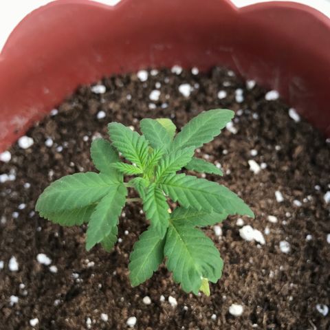 Lemon haze 🍋 growlog photo: 5:28 PM 🌇