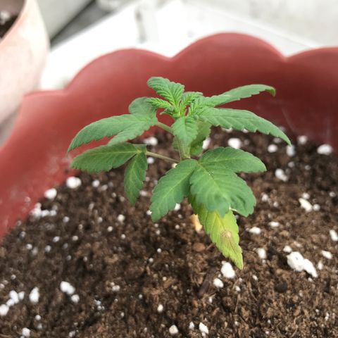 Lemon haze 🍋 growlog photo: 5:28 PM 🌇