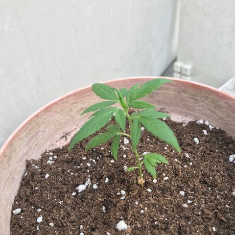 Lemon haze 🍋 growlog photo: 5:28 PM 🌇
