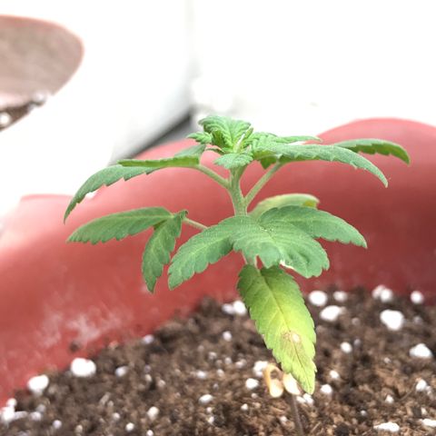 Lemon haze 🍋 growlog photo: 5:28 PM 🌇