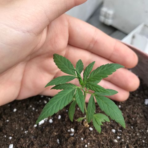 Lemon haze 🍋 growlog photo: 5:28 PM 🌇