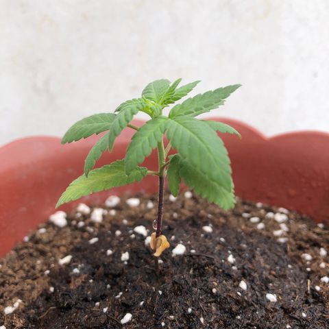 Lemon haze 🍋 growlog photo: 10:47 AM 🏞🌱✅