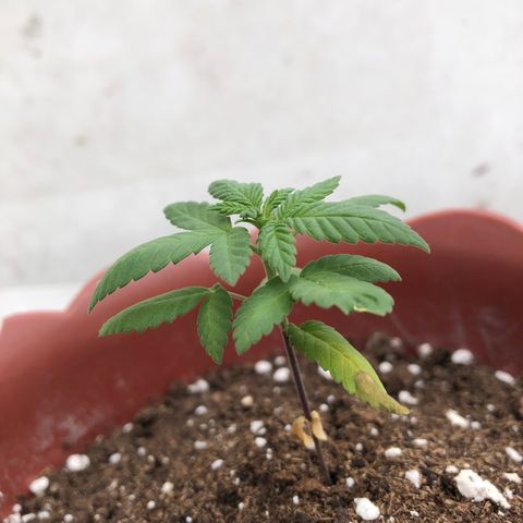 Lemon haze 🍋 growlog photo: 12:56 🏞👽